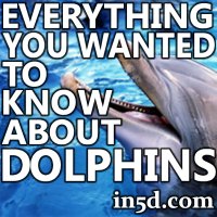 Pictures Of Dolphins In The Ocean. to Know About Dolphins