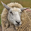 sheep  sheep can show how to maintain balance and have animal symbolism