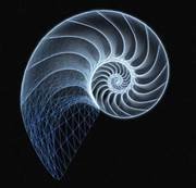 We all have one or more numeric codes that follow the blueprint of Sacred Geometry. It is about the spirals of consciousness, Fibonacci Numbers, the Golden Spiral, also found in perfection, in the exact proportions in the Great Pyramid . 