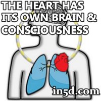 The Heart Has Its Own “Brain” and Consciousness | in5d.com