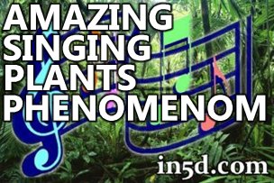 Amazing Singing Plants Phenomenon | in5d.com